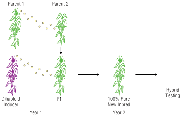 dihaploid breeding process